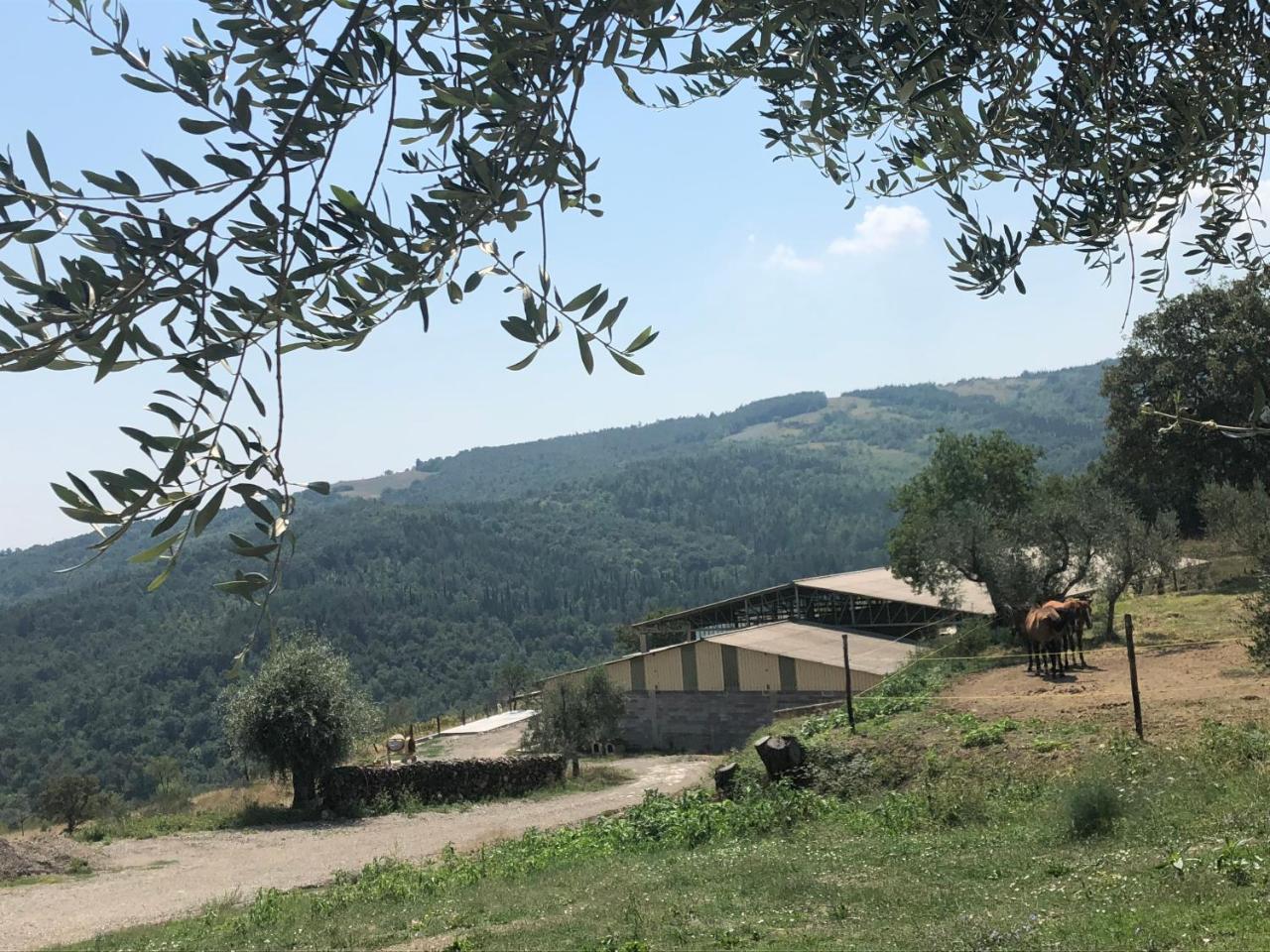 Az.Agr. Il Cavalleggero Campiglia dʼOrcia Exterior foto